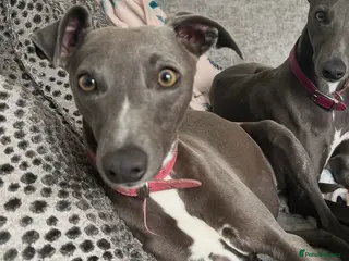 Whippet dogs KC REGISTERED BLUE WHIPPET PUPPIES - Advert 2