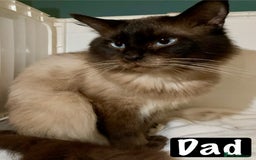 Mixed Breed cats for sale: Beautiful kittens Ready now Open to offers  in Chester - Image 38