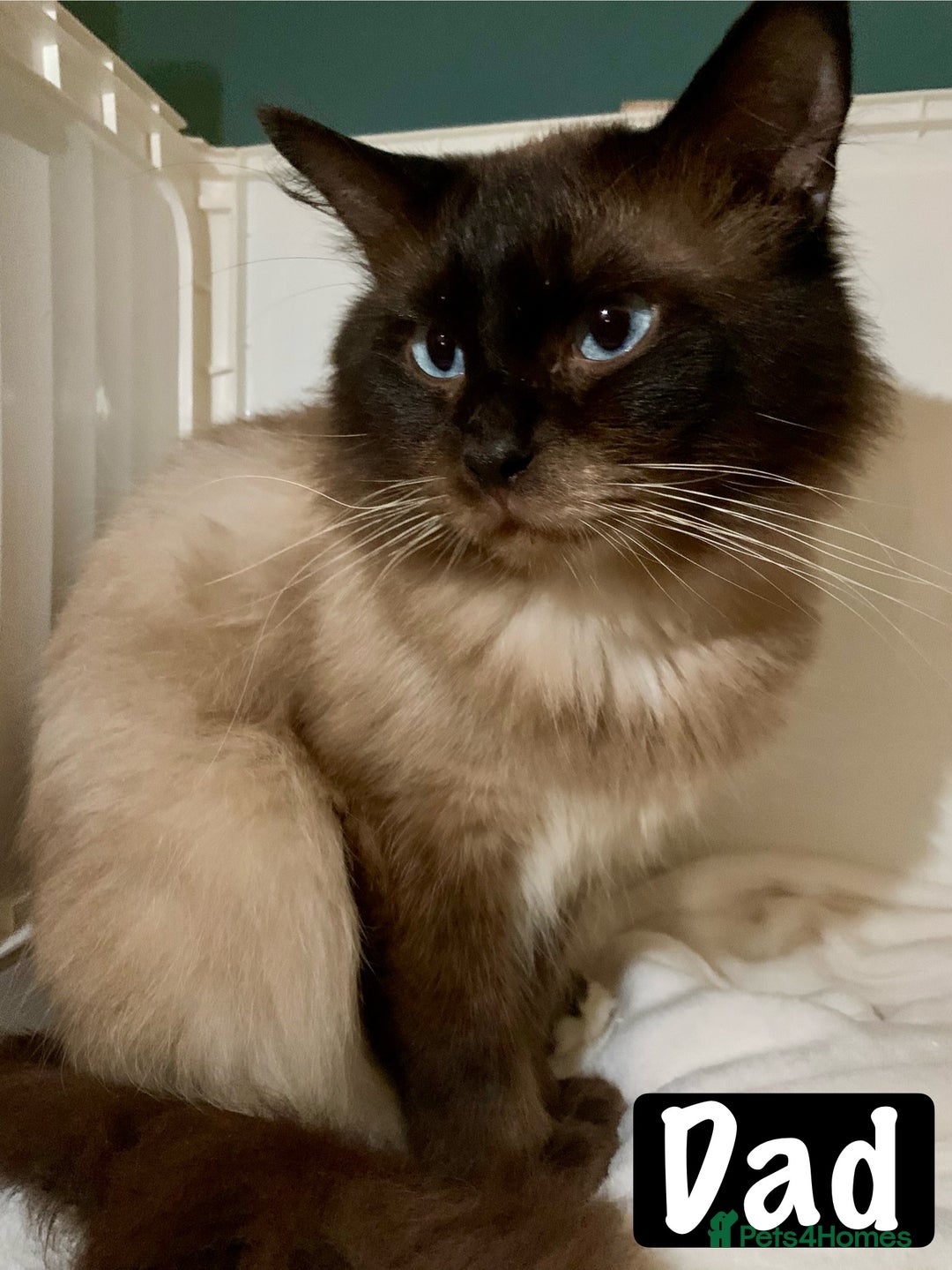 Mixed Breed cats for sale: Beautiful kittens Ready now Open to offers  in Chester - Image 38