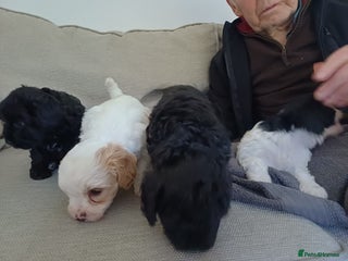Mixed Breed dogs Cavapoo puppies available before ** - Advert 7