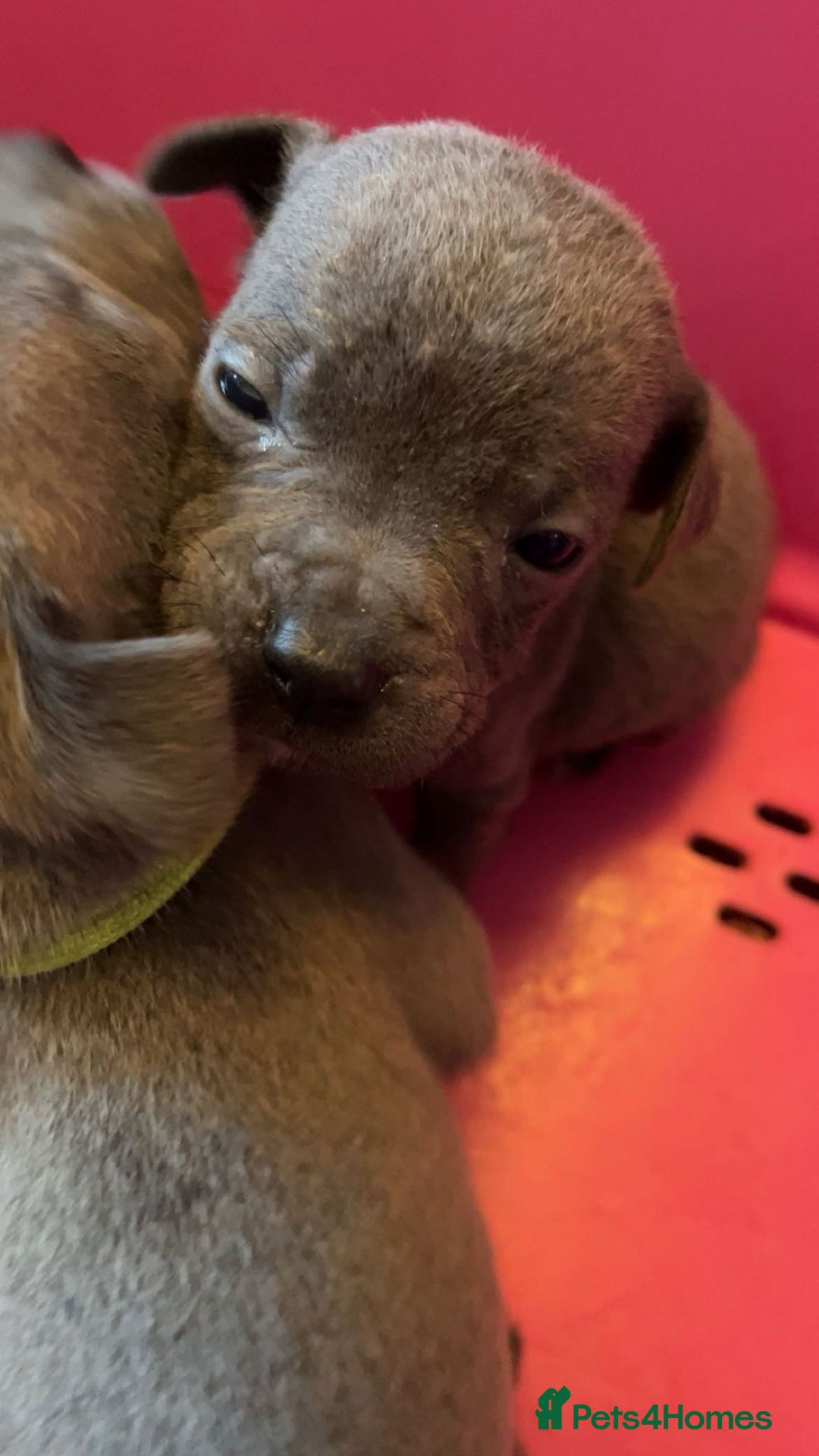 Staffordshire Bull Terrier dogs for sale: Staffy puppys  - Image 14