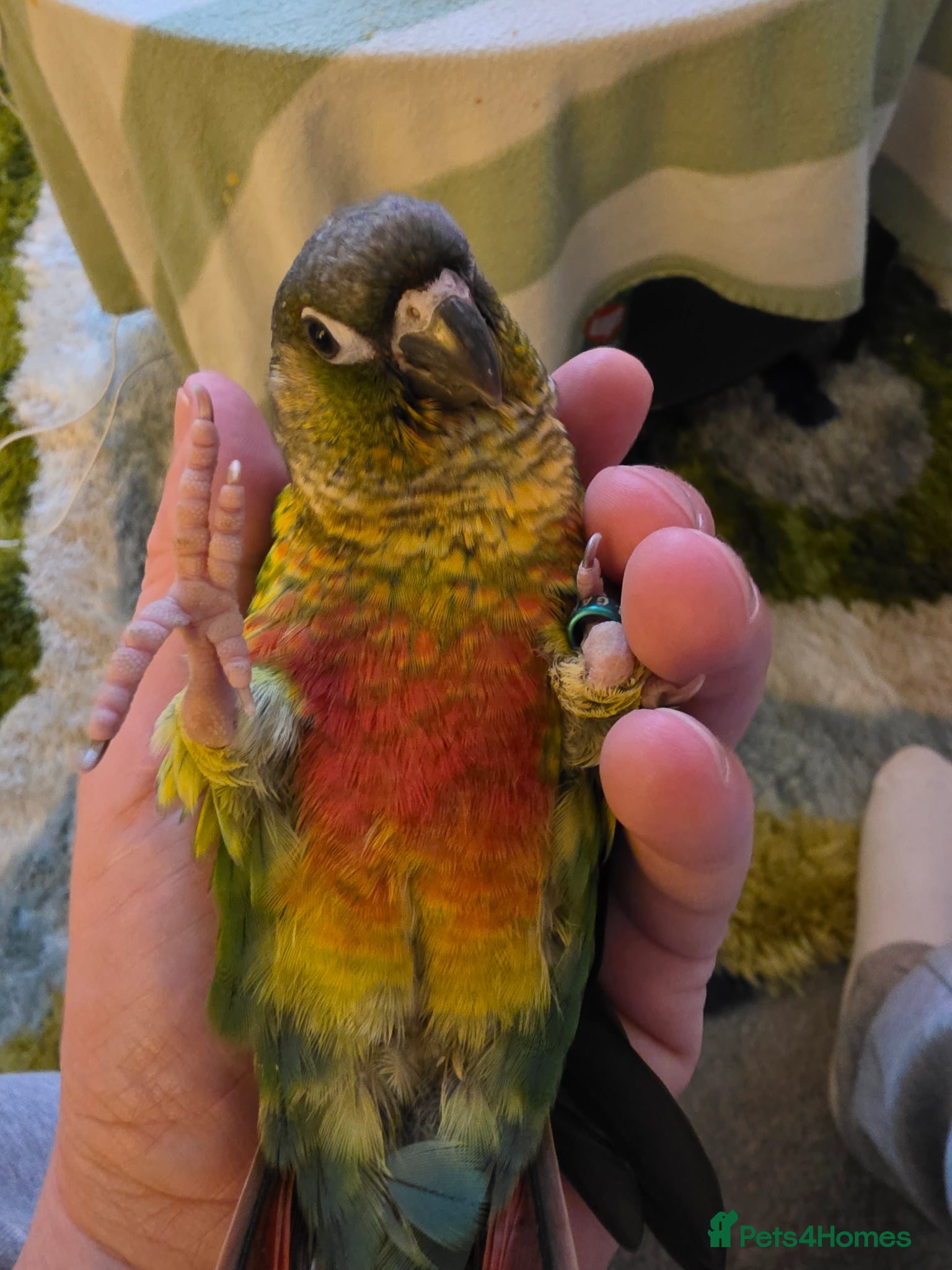 Conures birds Hand-reared Conure! 349! - Advert 6