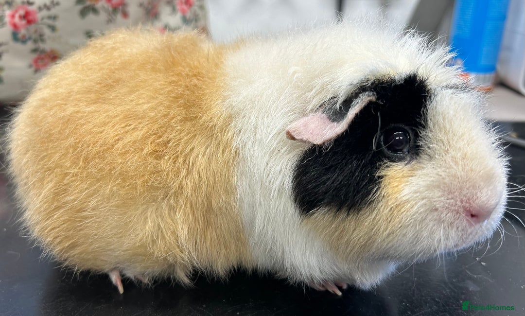 Guinea Pig rodents for sale: Teddy Sows Available  - Image 11