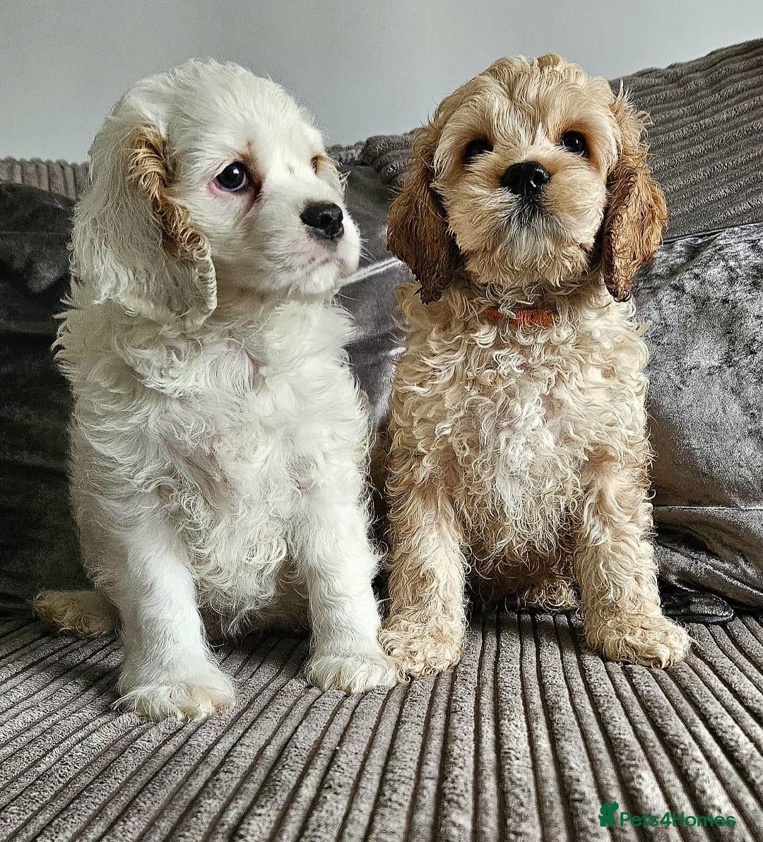 Cockapoo dogs for sale: Ready now Miniature cockerpoo puppies  - Advert 14