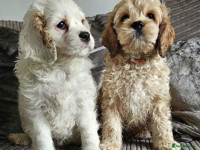 Cockapoo dogs for sale: Ready now Miniature cockerpoo puppies - Advert 14