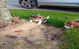 Beagle dogs for sale: Genuine Foot Beagles - Image 13