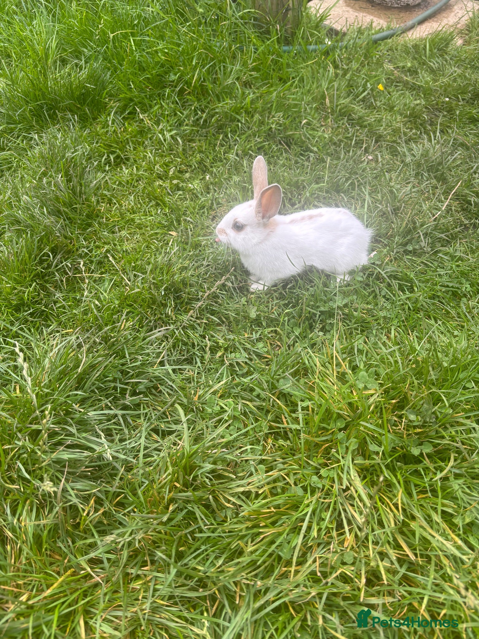 English Lop rabbits Rabbits  - Advert 1