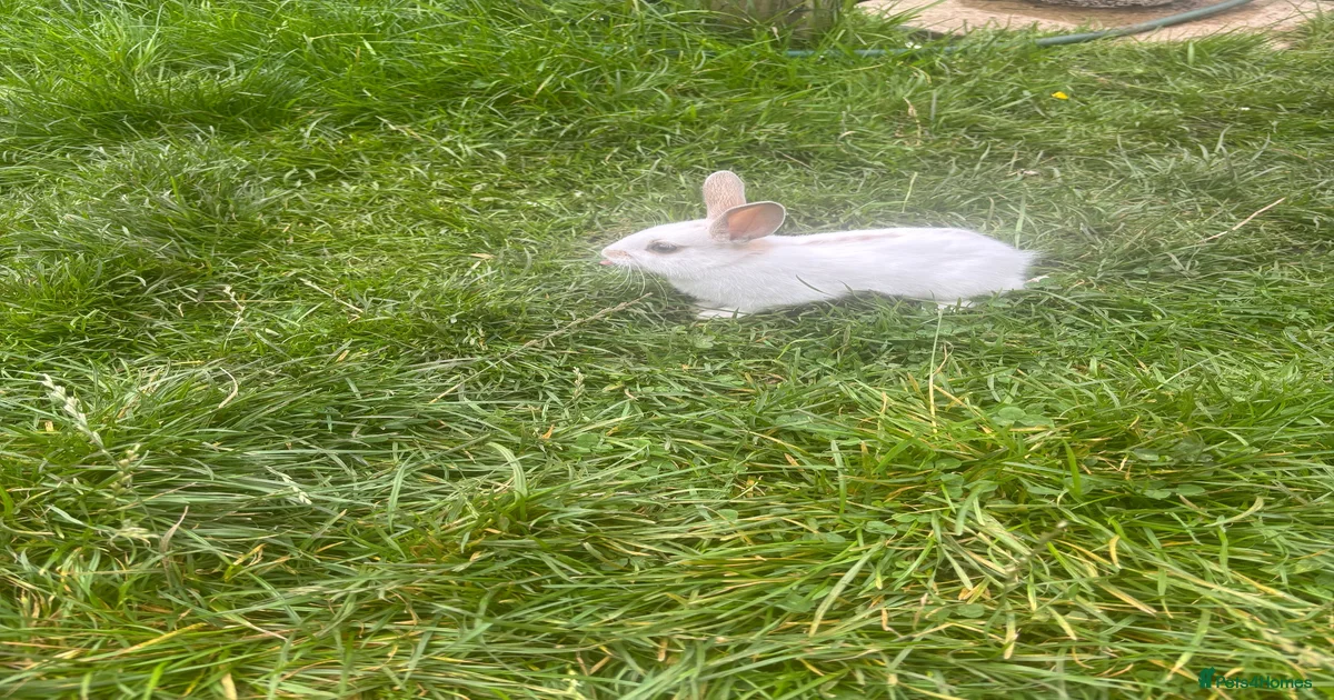 Rabbits for sale in Oldham | Pets4Homes
