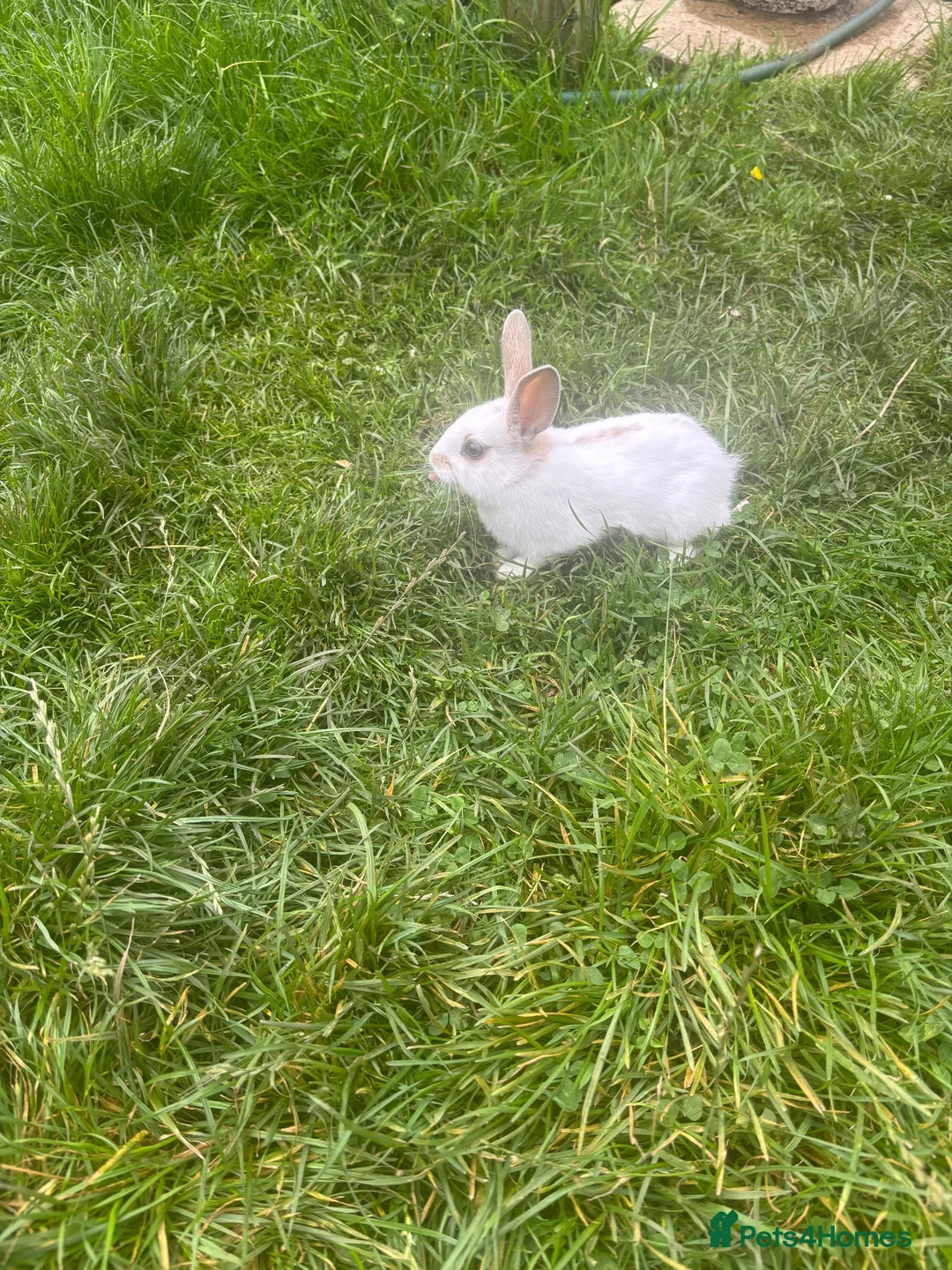 English Lop rabbits for sale: Rabbits  - Advert 1