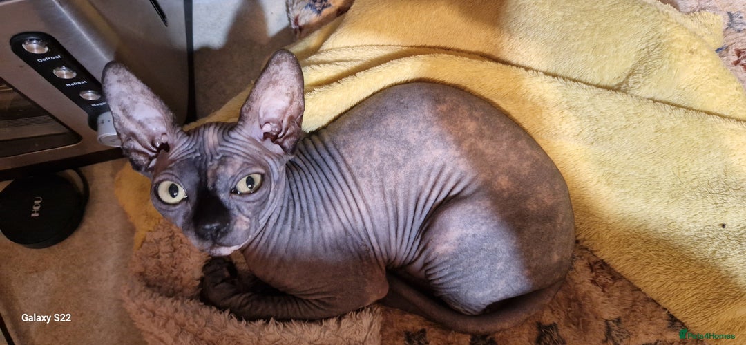 Sphynx cats for sale: Canadian Sphynx female ready for new home 😸 - Image 7