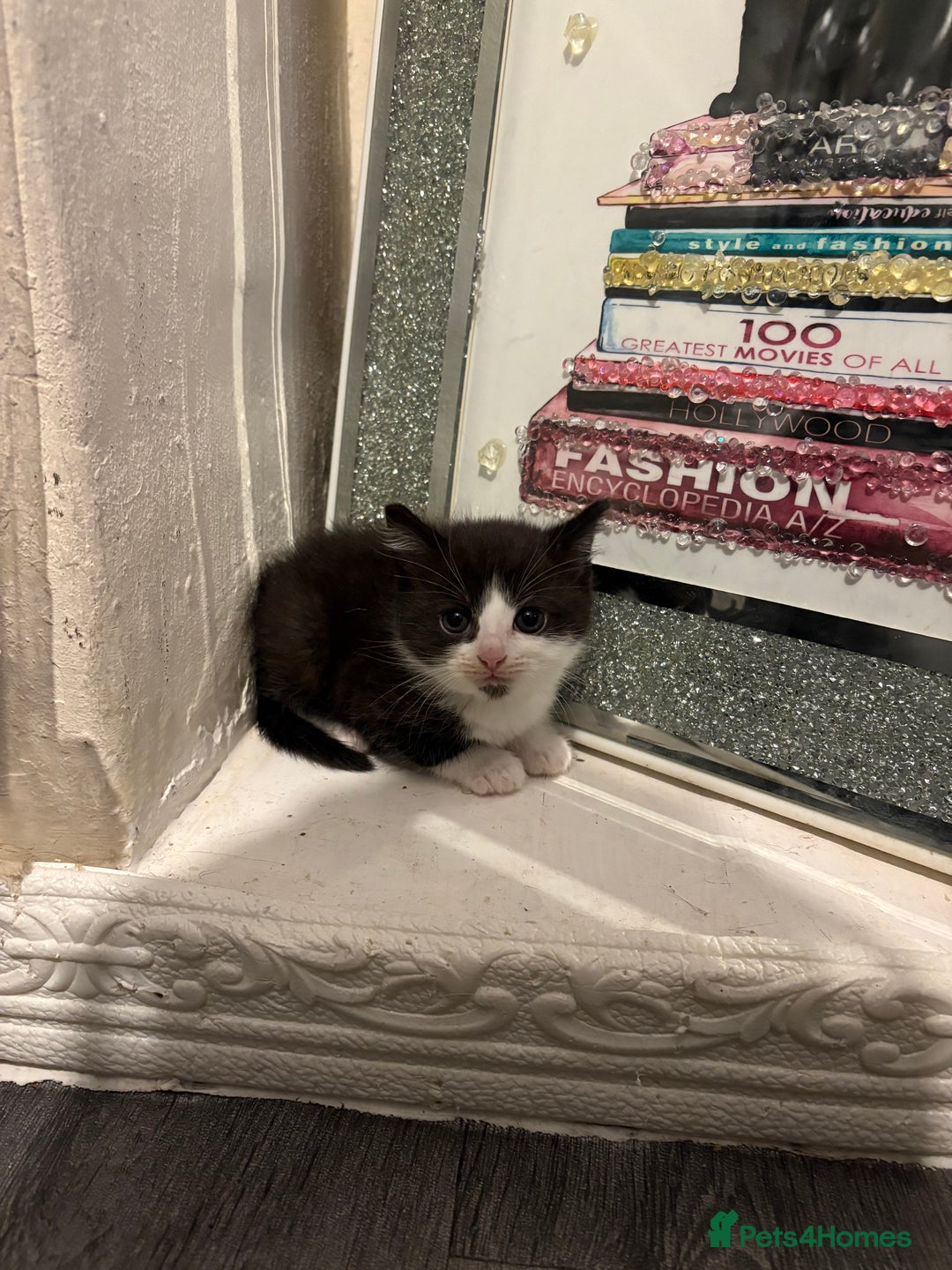 British Longhair cats for sale: british shorthair and longhair kittens for sale  - Advert 5