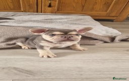 French Bulldog dogs for sale: LAST GIRL Chocolate French Bulldog puppies - Image 8