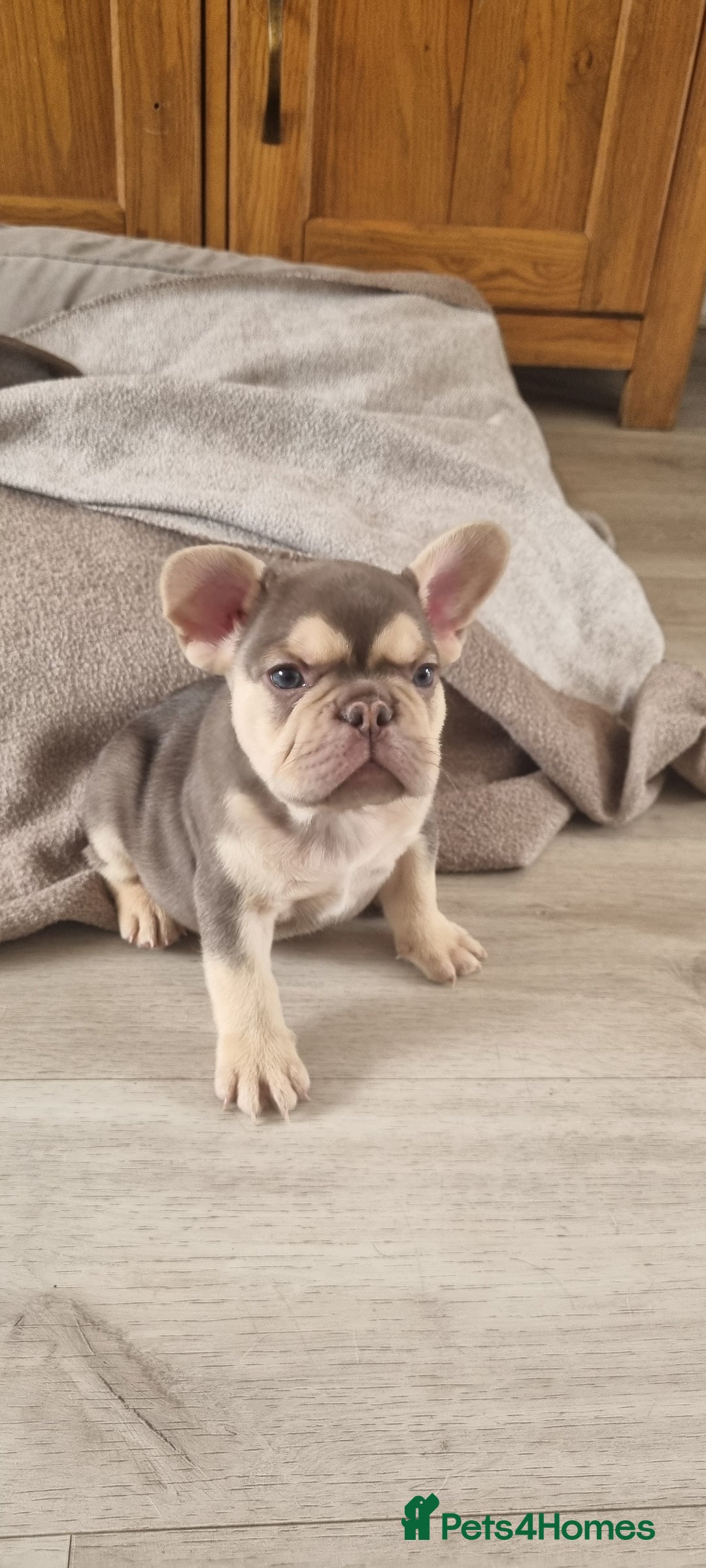 French Bulldog dogs for sale: LAST GIRL Chocolate French Bulldog puppies - Image 8