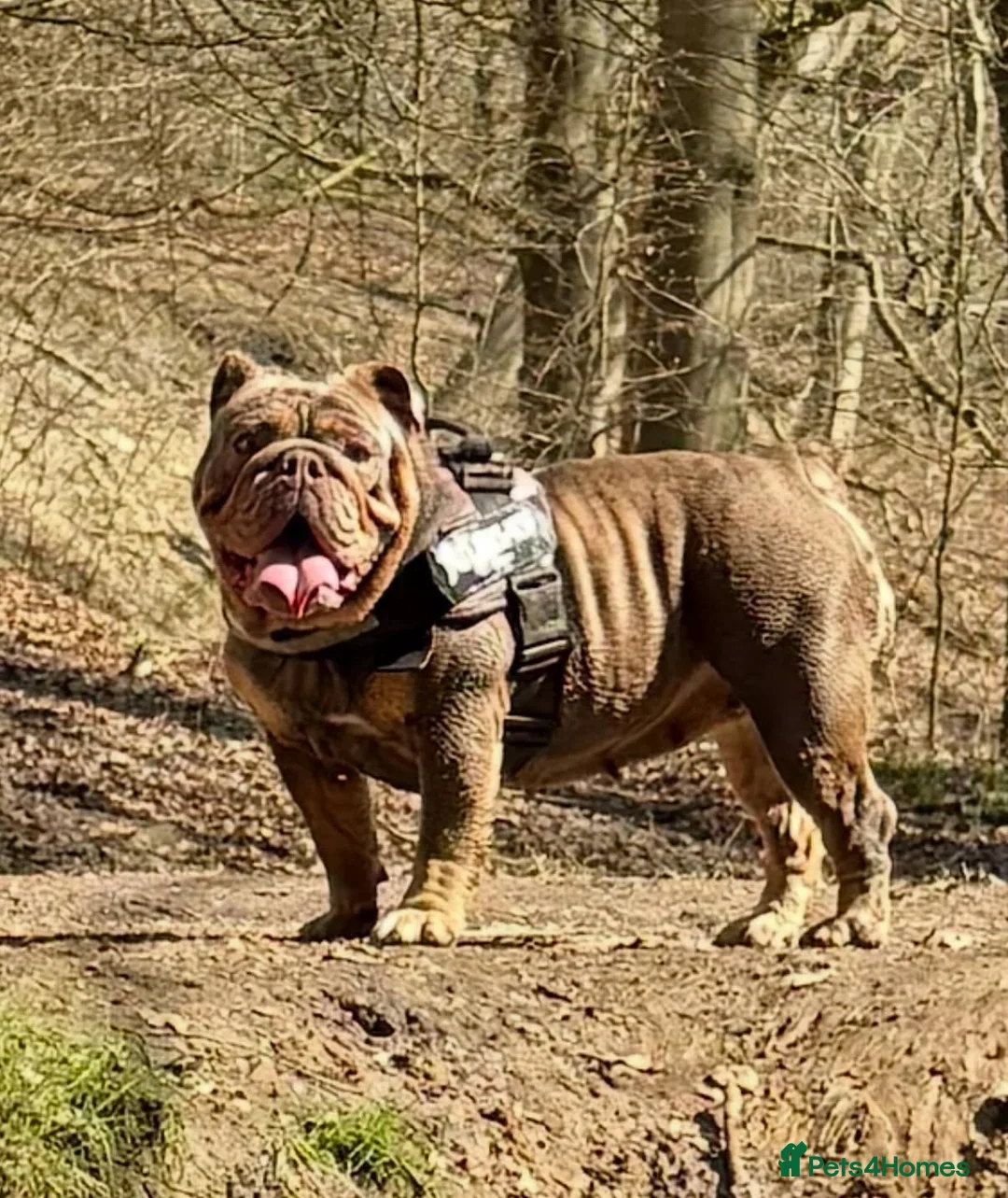 English Bulldog dogs for sale: Exceptional KC Registered English Bulldog Puppies  in Halifax - Advert 12