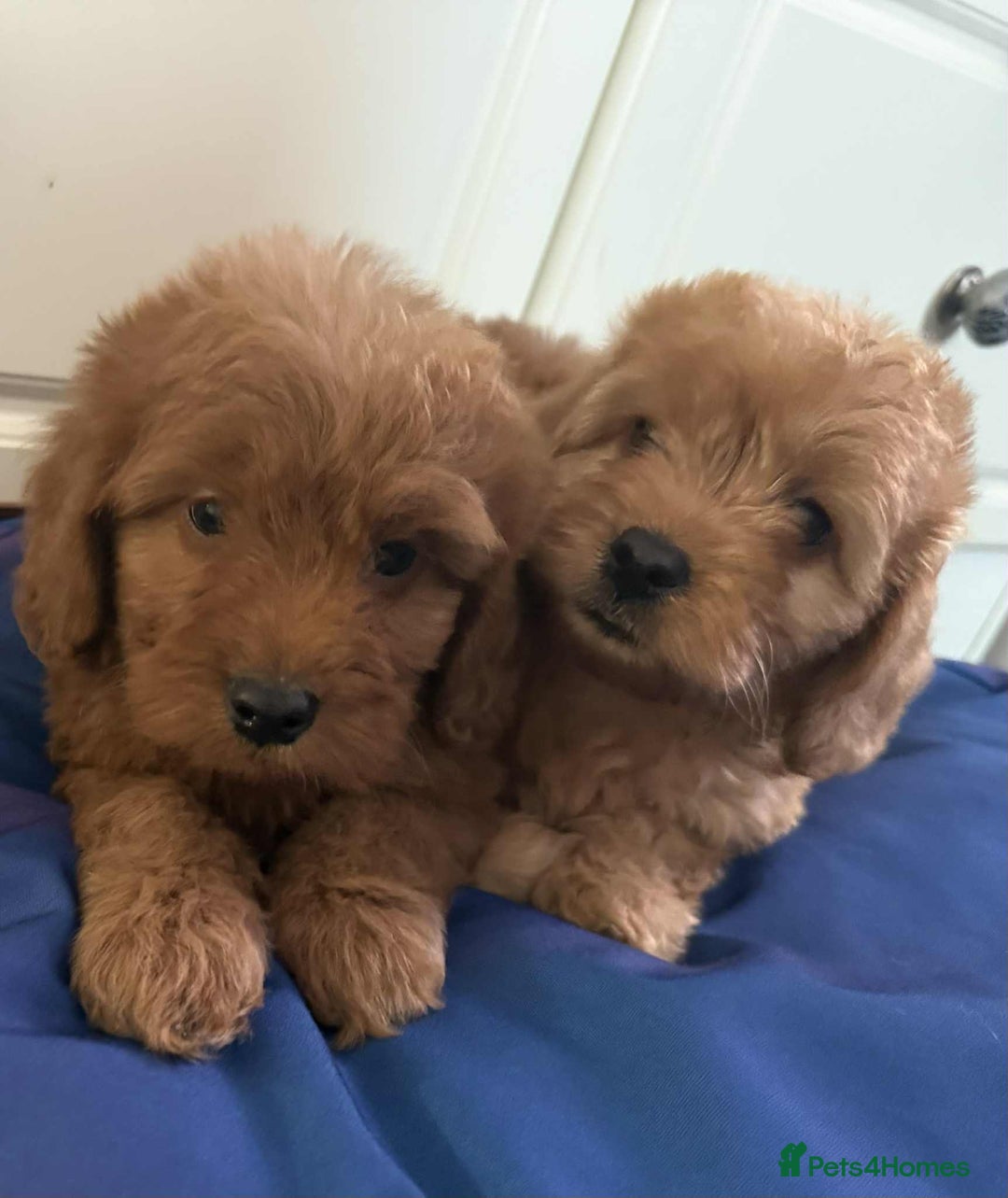 Cockapoo dogs for sale: Ready to beautiful cockapoo puppies  - Advert 7