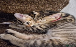 Mixed Breed cats for sale: 6 friendly tabby kittens - Image 5