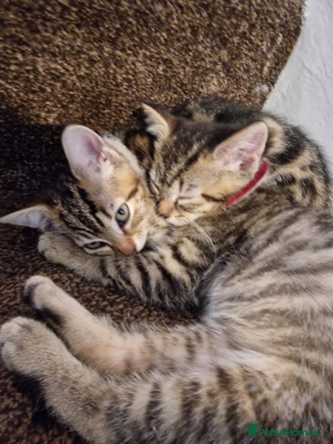 Mixed Breed cats for sale: 6 friendly tabby kittens - Image 5