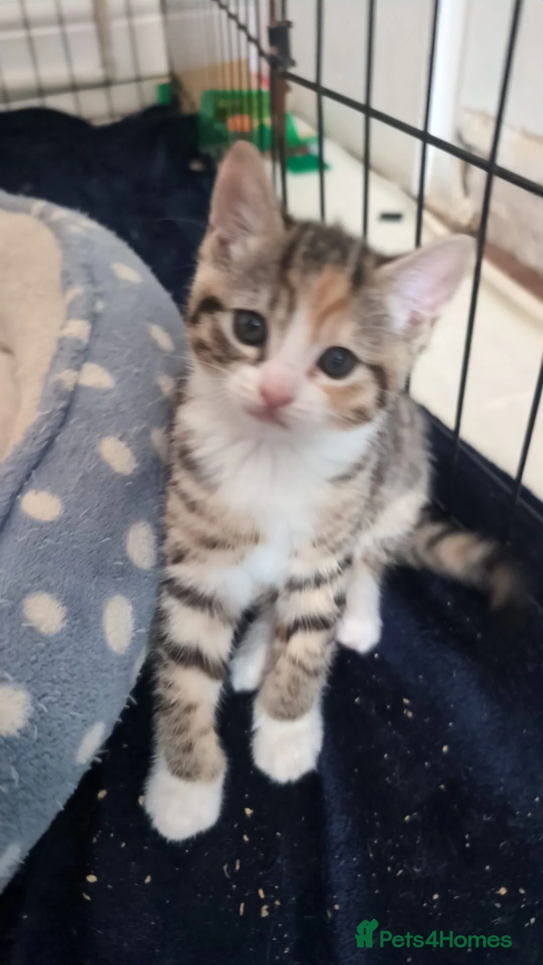 Mixed Breed cats for sale: Litter of 4 Kittens Ready for Their Forever Homes! - Advert 2