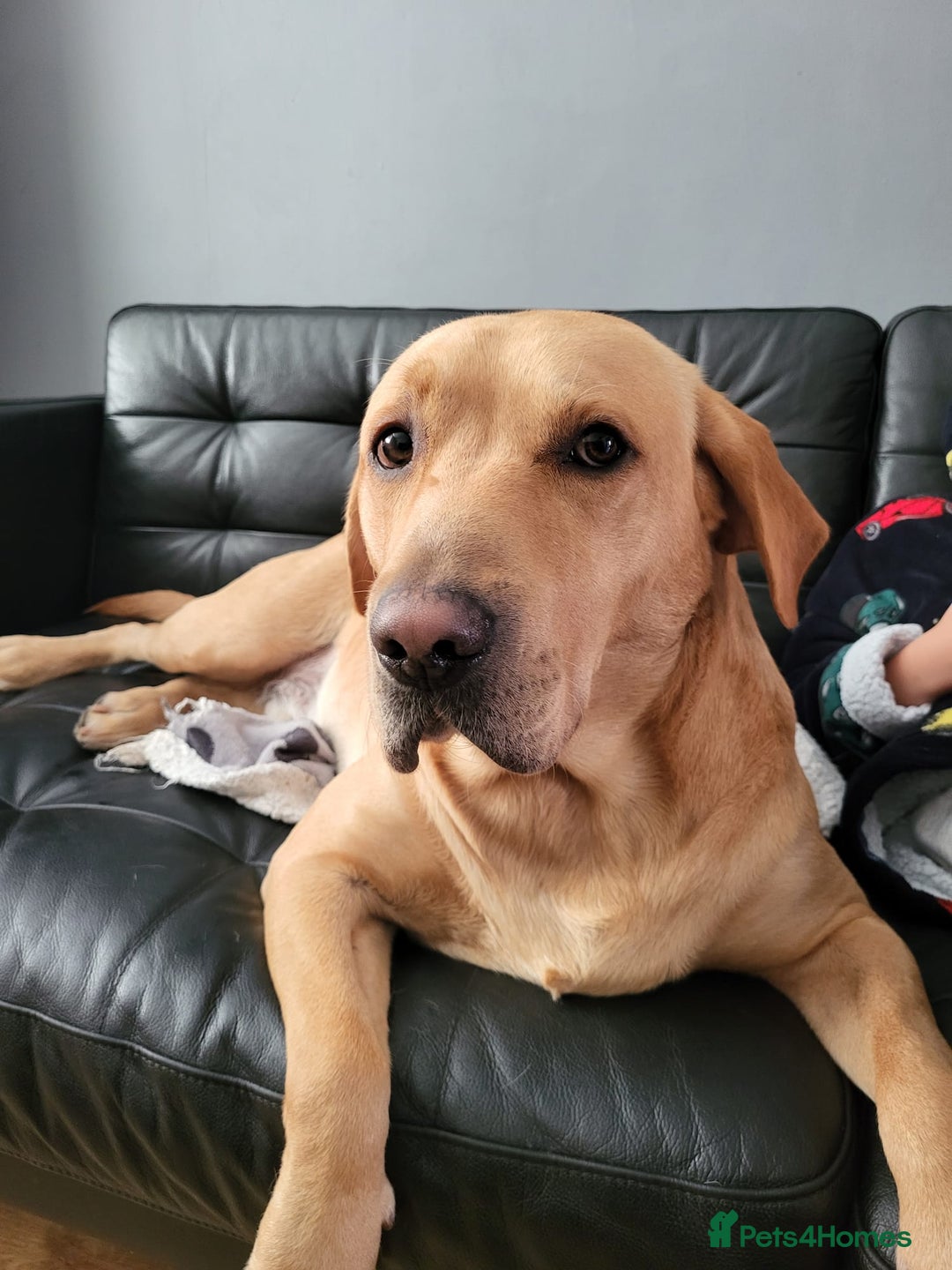 Labrador Retriever dogs for stud: Amazing Yellow Boy - Image 7