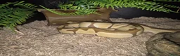 Python Snake reptiles for sale: Juvenile female royal python and full setup - Advert 6