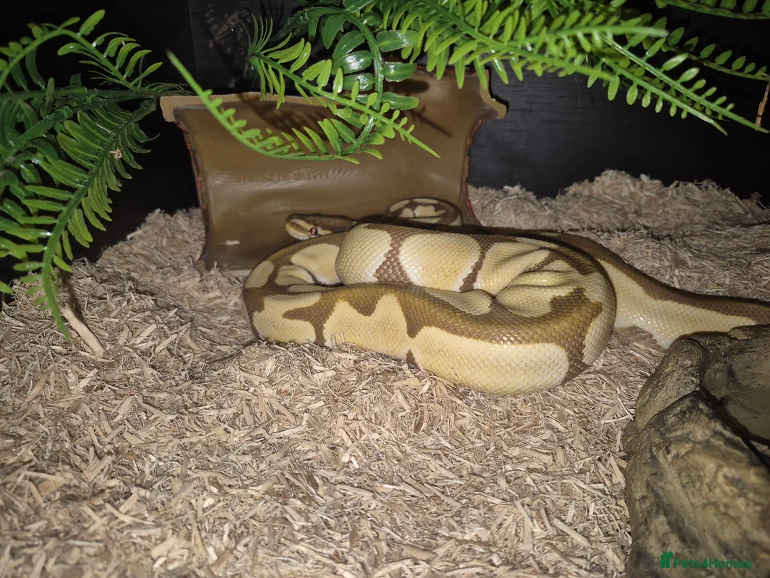Python Snake reptiles for sale: Juvenile female royal python and full setup - Advert 6