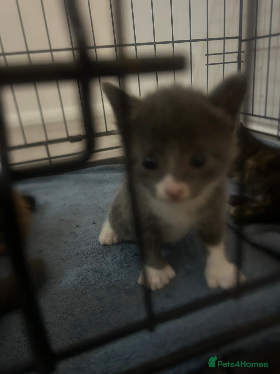 Russian Blue cats for sale: Beautiful mixed Russian Blue kittens  - Advert 2
