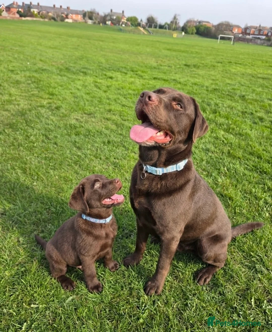 Labrador Retriever dogs for stud: Beautiful KC register Chocolate Lab for stud - Advert 1