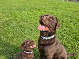 Labrador Retriever dogs Beautiful Chocolate Lab for stud - Advert 6