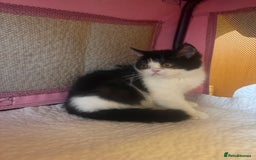 Persian cats for sale: 💗5 Boys and 3 Girl 💗 - Image 8