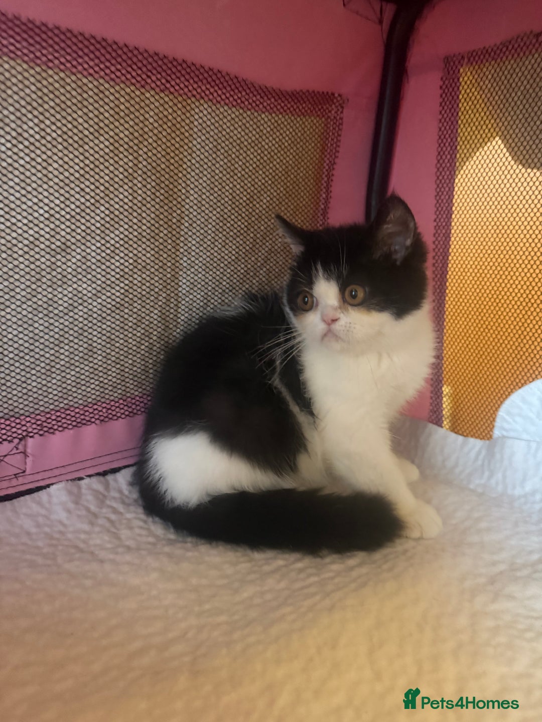 Persian cats for sale: 💗5 Boys and 3 Girl 💗 - Image 8