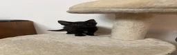 Mixed Breed cats for sale: Black kitten(boy) - Advert 10