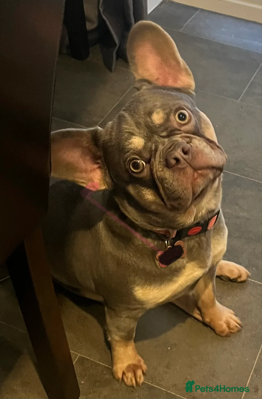 French Bulldog dogs for sale: Beautiful girl  - Advert 3