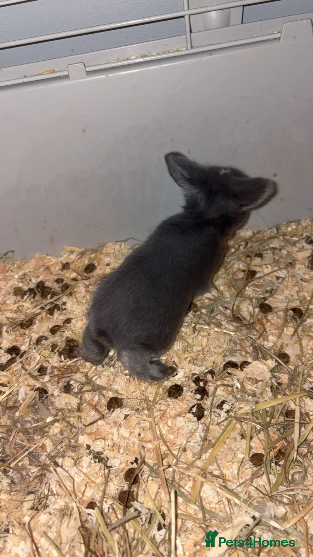 Mini Lop rabbits for sale: 4 pure breed mini lop - Advert 5