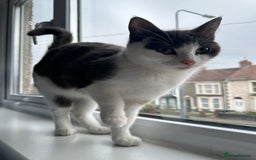 Mixed Breed cats for sale: Lovely cats for rehoming - Image 6