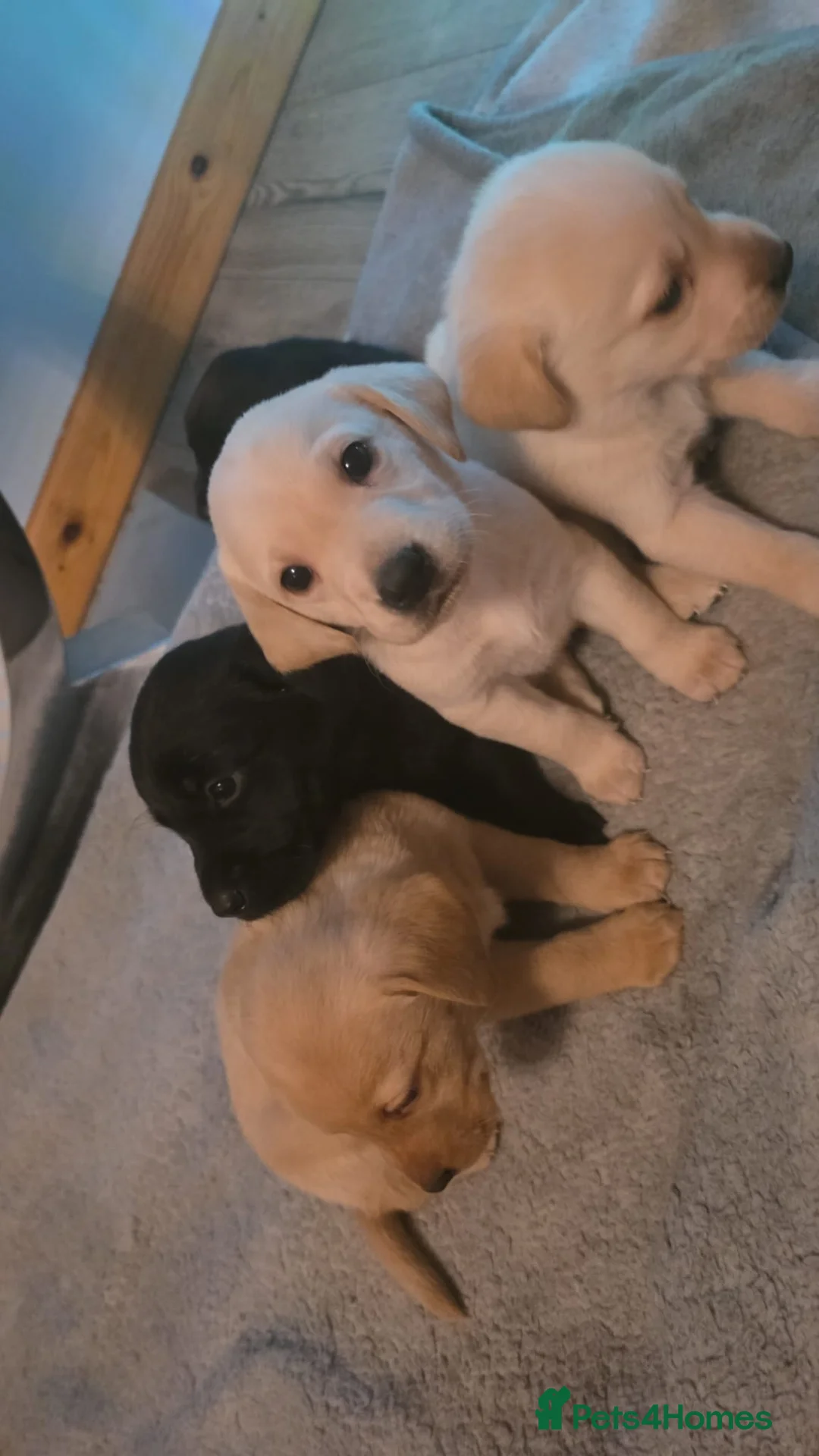 Labrador Retriever dogs for sale: Labrador puppies  - Advert 2