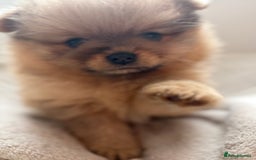 Pomeranian dogs for sale: Female Pom Puppy - Image 4