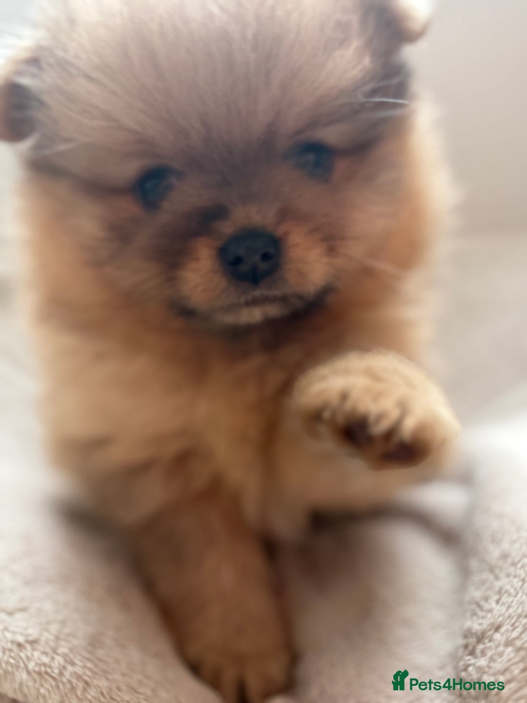 Pomeranian dogs for sale: Female Pom Puppy - Image 4