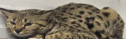 Savannah cats for sale: F2 SAVANNAH  - Advert 4