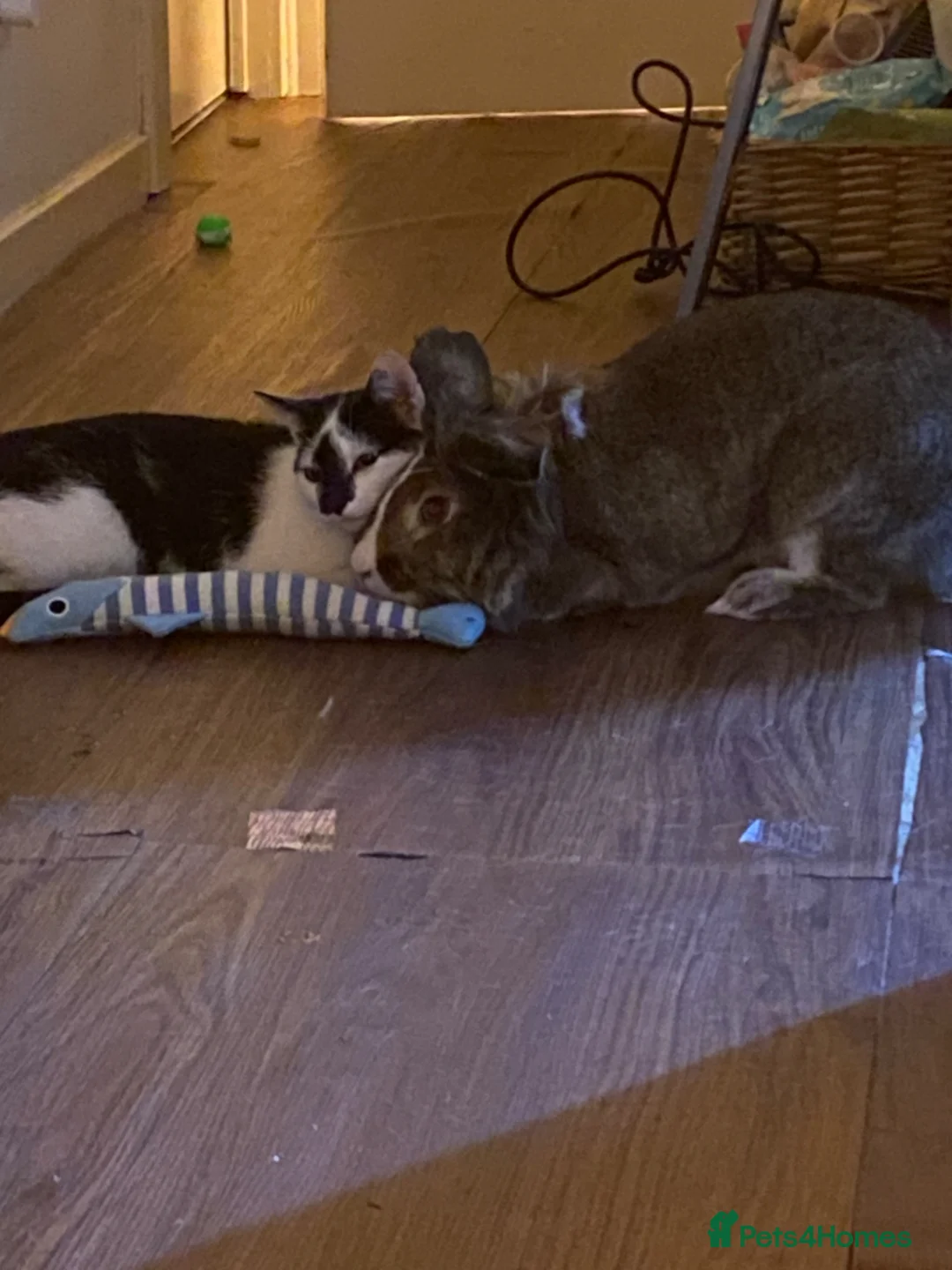English rabbits for sale: Fluffy grey and white rabbit  in Carnoustie - Advert 1