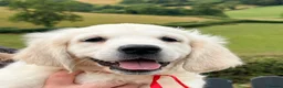 Golden Retriever dogs for sale: Kc registered health tested parents  - Advert 8