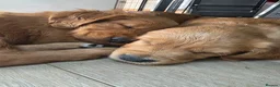 Golden Retriever dogs for sale:  *FOX RED KC REG GOLDEN RETRIEVER PUPS* - Advert 8