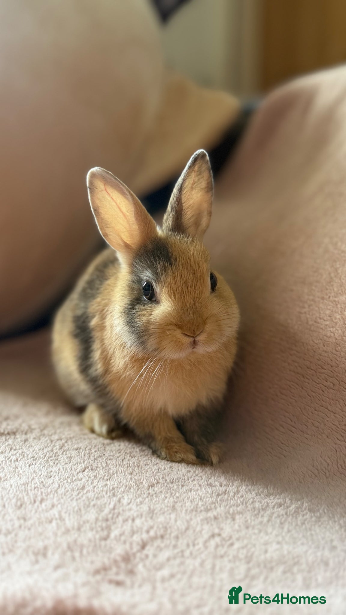 Netherland Dwarf rabbits The Netherland Dwarf Rabbits for Sale 🐰 - Advert 1