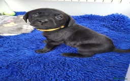 Labrador Retriever dogs for sale: Kc labrador puppies  - Image 24