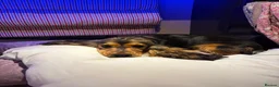 Cocker Spaniel dogs for sale: 7 Beautiful Show Cocker Spaniels - Advert 1