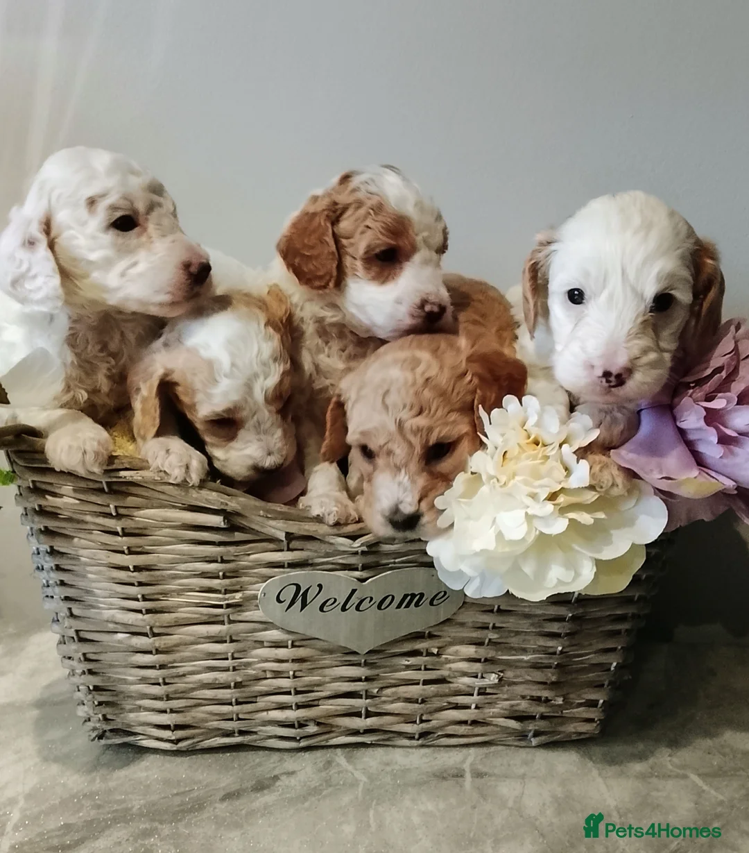 Cavapoo dogs for sale: Miniature cavapoos  - Advert 6