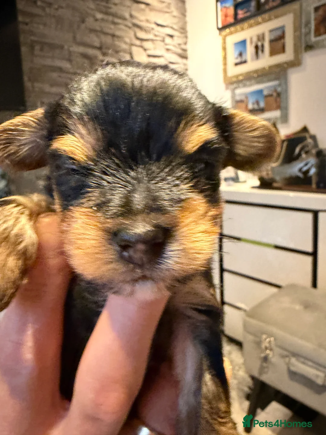 Yorkshire Terrier dogs for sale: York terrier  - Advert 9