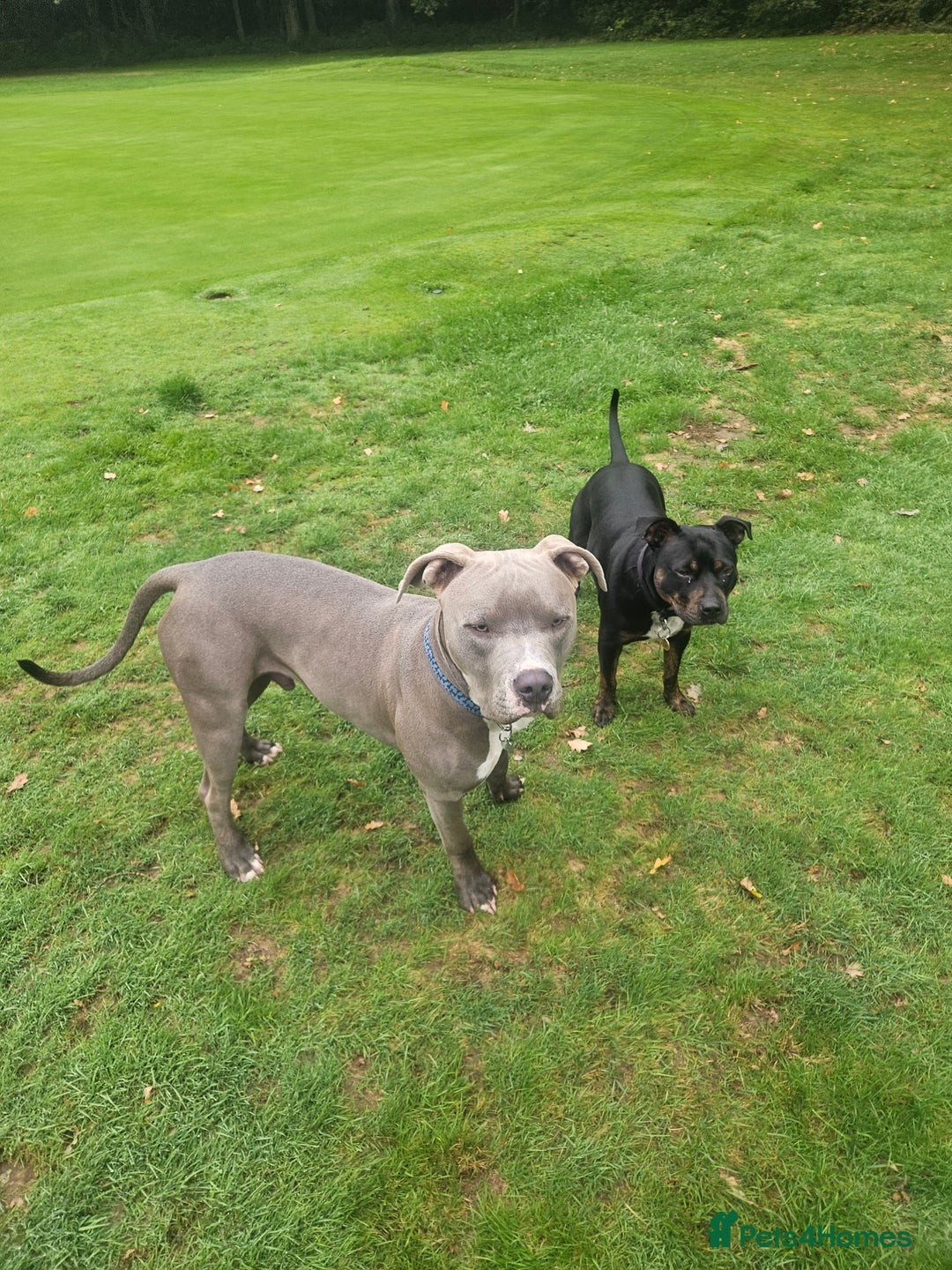 American Bull Staffy dogs for sale: American bull terrier  - Image 4