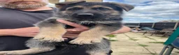 German Shepherd dogs for sale: READY TO GO - German Shepherd Puppies - Advert 24