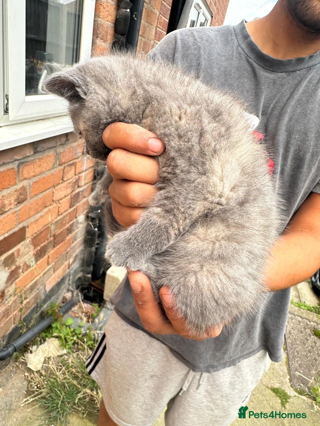 British Shorthair cats for sale: X BSH kittens - Image 3