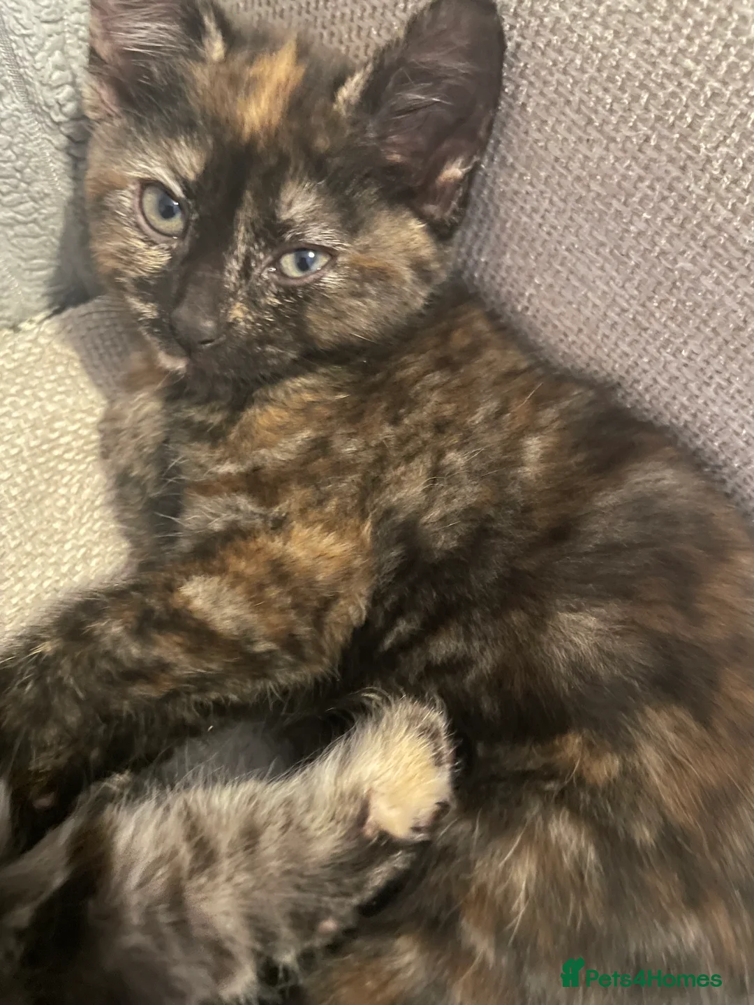 Mixed Breed cats for sale: 4. Friendly Kittens ready now  - Advert 2